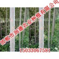 邯郸竹柳【邯郸润德农业】竹柳价格