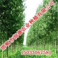 邯郸108杨【邯郸润德农业】108杨价格