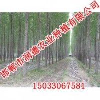河北速生柳【邯郸润德农业】速生柳价格