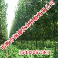 河北欧美杨【邯郸润德农业】欧美杨价格