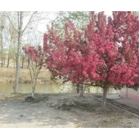 供应北美海棠大树