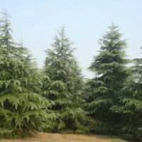 汤泉雪松大叶女贞白玉兰价格信息