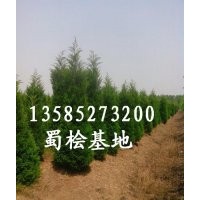 蜀桧价格，最新蜀桧价格报价更新，江苏基地蜀桧价格