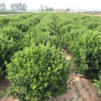 供应冬青苗球，大叶黄杨球苗，扦插冬青小苗