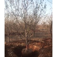 特价八棱海棠树