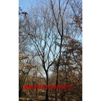 出售移栽全冠朴树