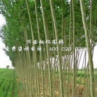 杨树工程苗桃枫园林批发树种量大优惠