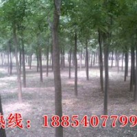 供应国槐、白蜡、法桐、紫叶李