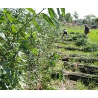 供应美国竹柳3号0.8到2公分高1.7到3米种苗