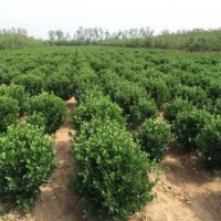 供应：冬青球，冬青苗，大叶黄杨球苗，北海道。