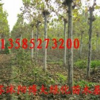 法桐价格报价/江苏产地法桐价格报价
