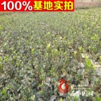 批发苗木 【扶芳藤】金边扶芳藤