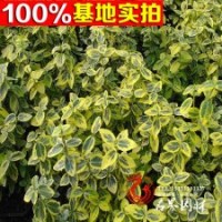 批发苗木 扶芳藤【金边扶芳藤】