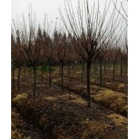 四川崇州樱花基地哪家质量好 价格便宜