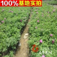 基地直销 钻石玫瑰 玫瑰小苗 大苗