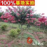 紫薇树直销 红花紫薇大树绿化苗木