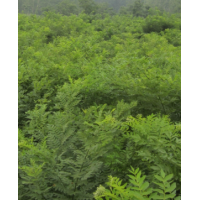 供应国槐，黄金槐，白蜡，法桐.皂角，绒花