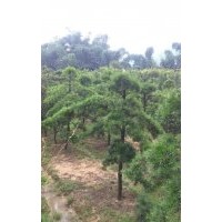 福建罗汉松基地，泉州罗汉松价格，福州罗汉松行情，漳州罗汉松苗