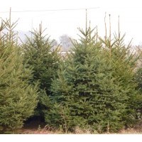 云杉，云杉苗，云杉树苗，云杉价格，云杉基地