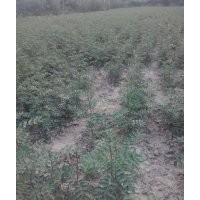 陕西韩城花椒苗