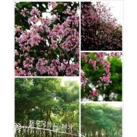 粉花风铃木，紫花风铃木，红花风铃木，洋红风铃木