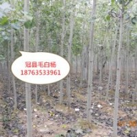 6公分毛白杨价格