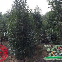 供应法国冬青，法国冬青价格，法国冬青基地，河南法国冬青，潢川