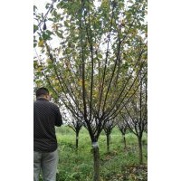 荆州樱花、出售樱花树、银杏树