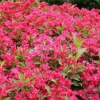 红王子锦带小苗 蜀桧小苗、扶芳藤小苗、木绣球、龙柏小苗