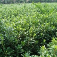 桂花、腊梅、木香、金桔、牡丹、含笑、玉兰、米兰