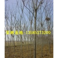 栾树低价供应：最新栾树价格、最新栾树图片、栾树基地