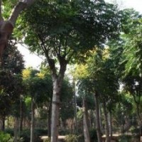 米径14公分17公分19公分栾树价格