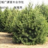 1米白皮松大量出售、1米白皮松大量低价供应