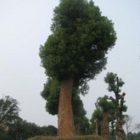 专供65公分大移栽湖南香樟树，精品香樟树，精品香樟基地