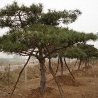 供应法桐，黑松，银杏等园林景观树