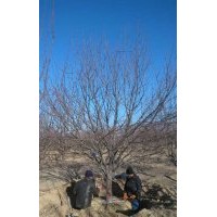 正宗的八棱海棠产地在哪里