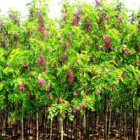 供应各种规格紫穗槐，红花槐，杏花槐