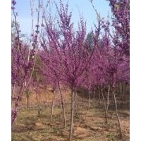 供应紫荆