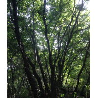 供应大型绿化树蒙古栎，丛生蒙古栎等