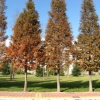 成都优质水杉价格