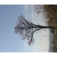 雪松。银杏。黑松各种规格