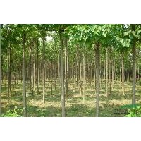 河南淮阳心怡楸树苗木基地