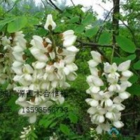 50公分以上刺槐小苗大量低价优惠出售