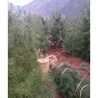 白皮松常年出售1—5米各种等级