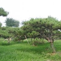 供应泰山景观松，园林绿化观赏苗木