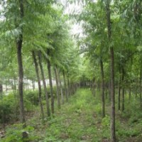 榆叶梅紫叶矮樱金银木丁香红瑞木迎春连翘紫叶李帖梗海棠丁香