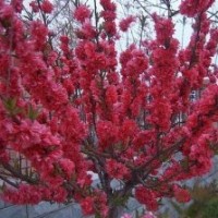 碧桃（各种品种大小规格）