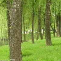 速生柳树（3公分-18公分）