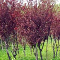 紫叶李（3公分-15公分）