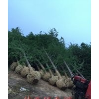 鑫苑银杏--畅销全国